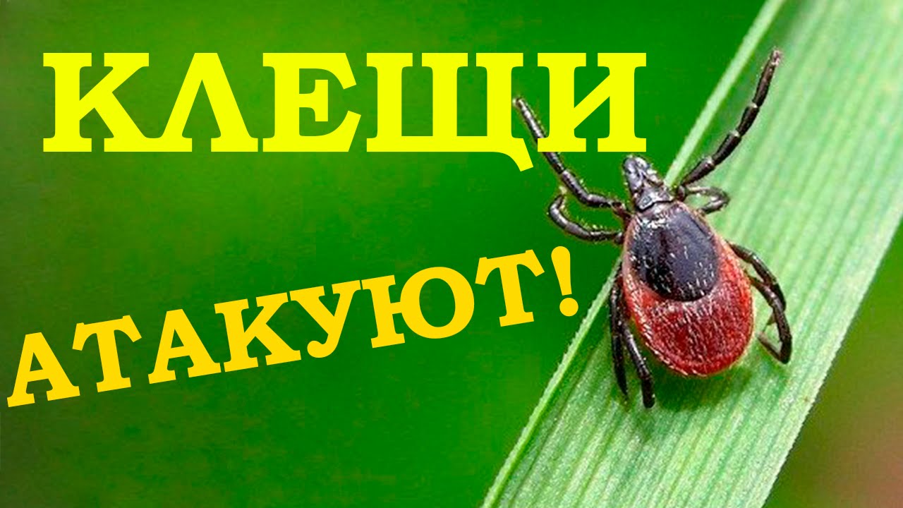 Лучшие SEO-компании России, 2018
