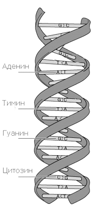 ДНК (дезоксирибонуклеиновая кислота) - универсальный план жизни